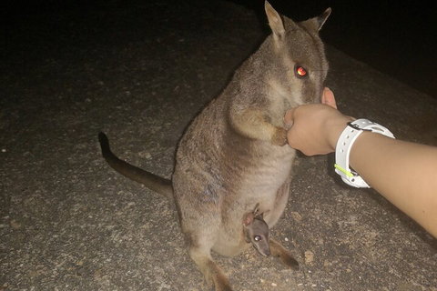 Private Tour To Paronella Park, Historic Village Herberton And Wild Life Wallaby - Pubs Adelaide 0