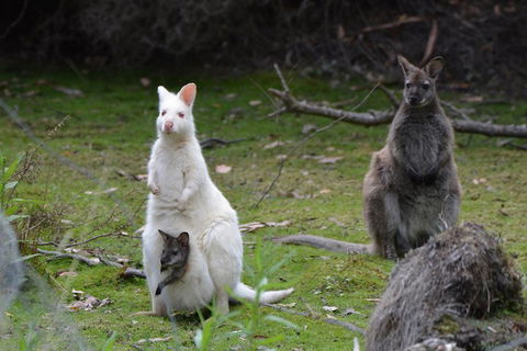 Full-Day Guided Bruny Island Tour From Hobart - Pubs Adelaide 0