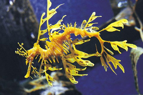 SEA LIFE Melbourne Aquarium Admission Ticket - Pubs Adelaide 0