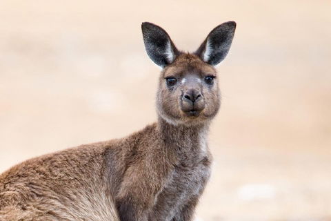 Kangaroo Island Luxury Small Group 'East End Explorer' Full Day Tour - Pubs Adelaide 1
