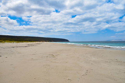 Kangaroo Island Luxury Small Group 'East End Explorer' Full Day Tour - Pubs Adelaide 3