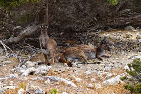 Kangaroo Island Luxury Small Group 'East End Explorer' Full Day Tour - Pubs Adelaide 4