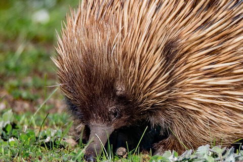 Kangaroo Island Luxury Small Group 'East End Explorer' Full Day Tour - Pubs Adelaide 5