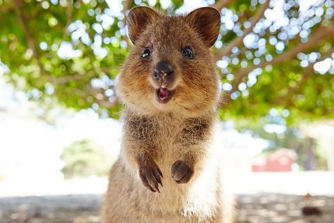 Discover Rottnest With Ferry & Bus Tour From Perth Or Fremantle - Pubs Adelaide 0