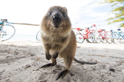 Rottnest Island Round-Trip Ferry From Perth Or Fremantle - Pubs Adelaide 3