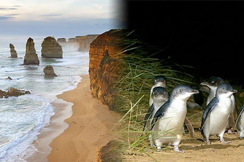 Melbourne Super Saver: Great Ocean Road + Phillip Island + Attraction Pass - Pubs Adelaide 0