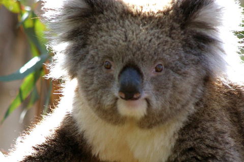 Melbourne Super Saver: Great Ocean Road + Phillip Island + Attraction Pass - Pubs Adelaide 3
