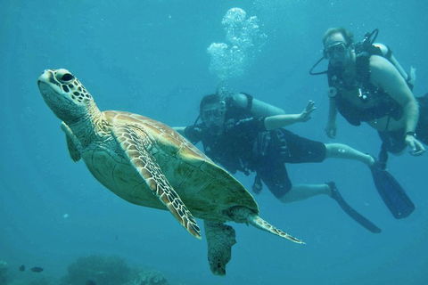Ocean Freedom Great Barrier Reef Personal Luxury Snorkel & Dive Cruise, Cairns - Pubs Adelaide 4