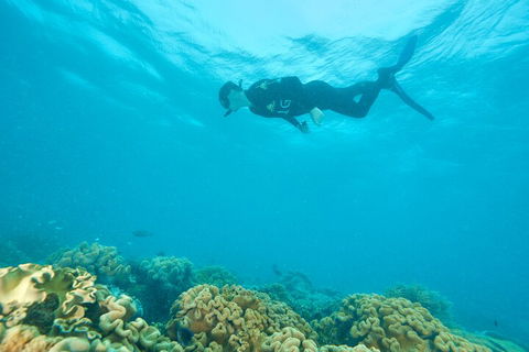 Ocean Freedom Great Barrier Reef Personal Luxury Snorkel & Dive Cruise, Cairns - Pubs Adelaide 5