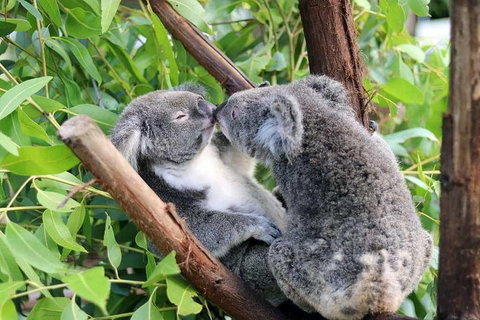 Classic Kuranda By Skyrail And Scenic Railway Including Rainforestation, Koala And Wildlife Park And Pamagirri Aboriginal Experi - Pubs Adelaide 3