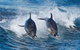 3-Hour Bruny Island Cruise From Adventure Bay, Bruny Island - thumb 3