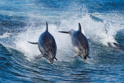3-Hour Bruny Island Cruise From Adventure Bay, Bruny Island - Pubs Adelaide 3