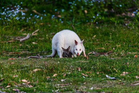 Bruny Island Traveller - Gourmet Tasting And Sightseeing Day Trip From Hobart - Pubs Adelaide 3