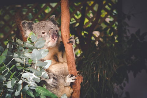 Small-Group Blue Mountains Day Trip From Sydney With Wildlife Park - Pubs Adelaide 2
