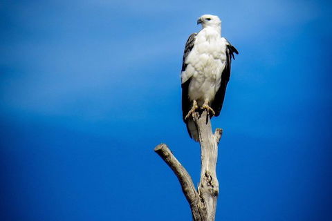 Kangaroo Island 75-Minute Ocean Safari - Pubs Adelaide 0