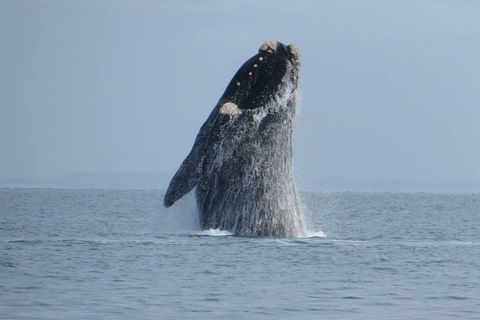 Kangaroo Island 75-Minute Ocean Safari - Pubs Adelaide 2