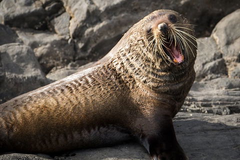 Kangaroo Island 75-Minute Ocean Safari - Pubs Adelaide 5