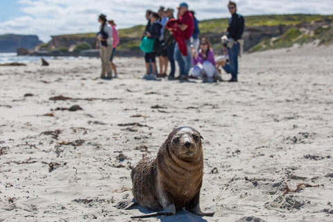 Kangaroo Island In A Day Tour From Adelaide - Pubs Adelaide 0