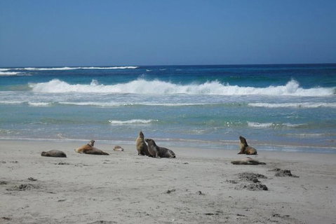Kangaroo Island In A Day Tour From Adelaide - Pubs Adelaide 1