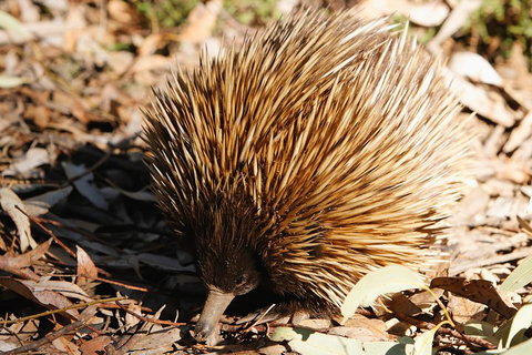 Kangaroo Island In A Day Tour From Adelaide - Pubs Adelaide 2