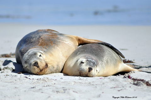 NEW TOUR - Kangaroo Island Road To Recovery Tour (1 Day/1 Night) - Pubs Adelaide 1