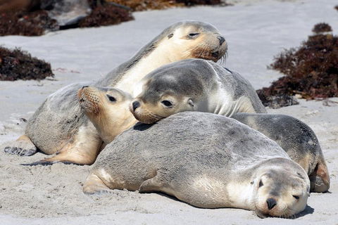 Small-Group Kangaroo Island 4WD Tour From Adelaide - Pubs Adelaide 1