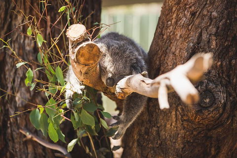 Melbourne City Tour And Phillip Island In One Day - Pubs Adelaide 0