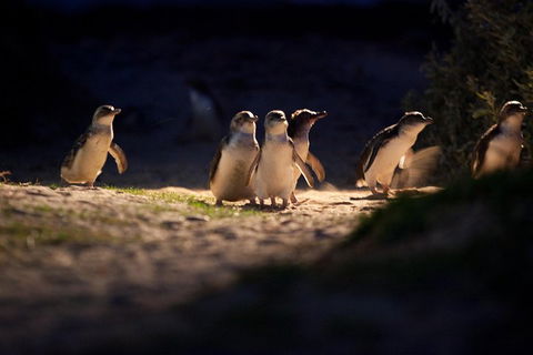 Melbourne City Tour And Phillip Island In One Day - Pubs Adelaide 4