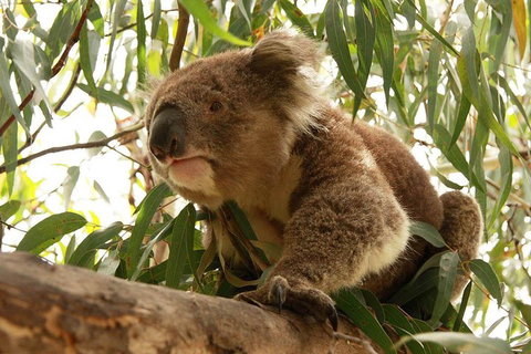 Private Tour: Great Ocean Road From Melbourne - Pubs Adelaide 1