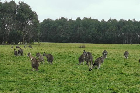 Private Tour: Great Ocean Road From Melbourne - Pubs Adelaide 4