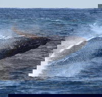 Whale Watching by Sea World Cruises - Pubs Adelaide