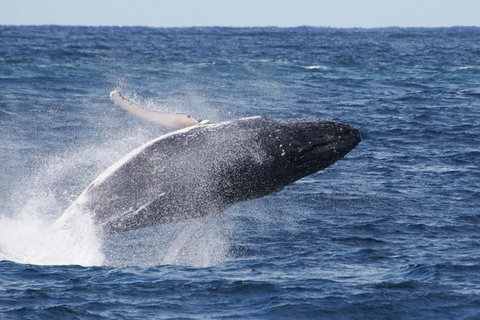 Whale Watching By Sea World Cruises - Pubs Adelaide 0