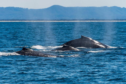 Whale Watching By Sea World Cruises - Pubs Adelaide 4