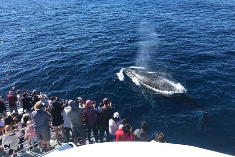 Whale Watching By Sea World Cruises - Pubs Adelaide 5