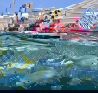 Outer Reef Pontoon Experience from Cairns - Pubs Adelaide