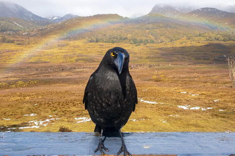 Cradle Mountain Park Explorer Guided Tour - Pubs Adelaide 2