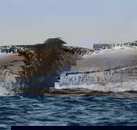 Sydney Whale-Watching Cruise Including Lunch or Breakfast - Pubs Adelaide