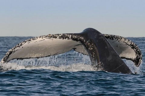 Sydney Whale-Watching Cruise Including Lunch Or Breakfast - Pubs Adelaide 0
