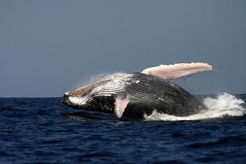 Sydney Whale-Watching Cruise Including Lunch Or Breakfast - Pubs Adelaide 1