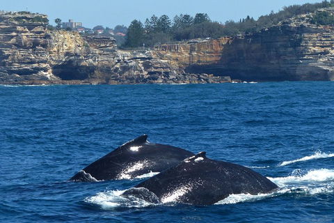 Sydney Whale-Watching Cruise Including Lunch Or Breakfast - Pubs Adelaide 2