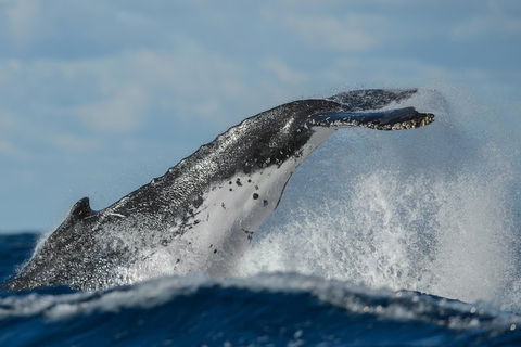 Sydney Whale-Watching Cruise Including Lunch Or Breakfast - Pubs Adelaide 4