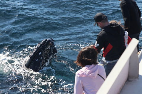 Sydney Whale-Watching Cruise Including Lunch Or Breakfast - Pubs Adelaide 5