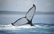 Hervey Bay Whale Watching Cruise - thumb 0