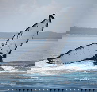 Hervey Bay Whale Watching Cruise - Pubs Adelaide