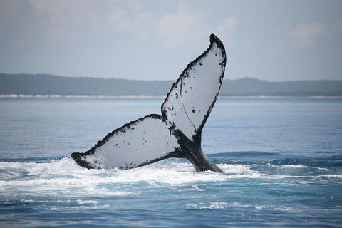 Hervey Bay Whale Watching Cruise - Pubs Adelaide 0