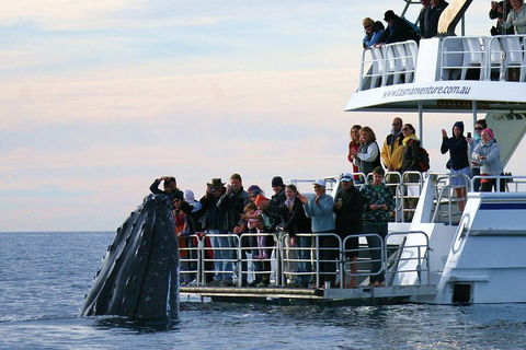 Hervey Bay Whale Watching Cruise - Pubs Adelaide 1
