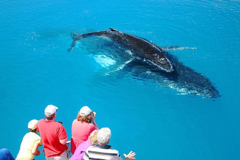 Hervey Bay Whale Watching Cruise - Pubs Adelaide 2