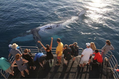 Hervey Bay Whale Watching Cruise - Pubs Adelaide 4