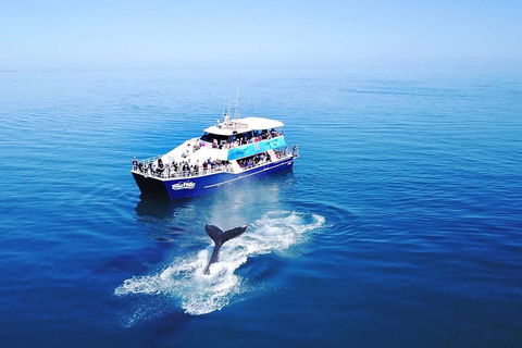 Hervey Bay Whale Watching Cruise - Pubs Adelaide 5