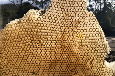 Bruny Island Day Tour, Includes Lunch And Exclusive Lighthouse Tour - Pubs Adelaide 1